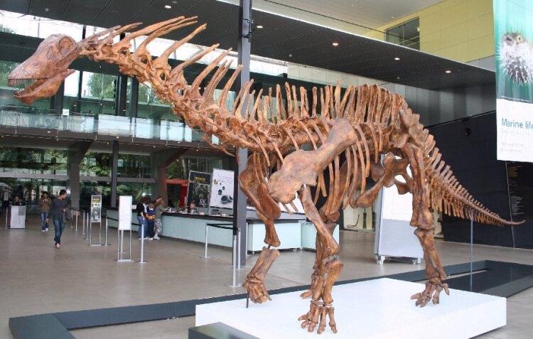 Szkielet amargazaura w Melbourne Museum