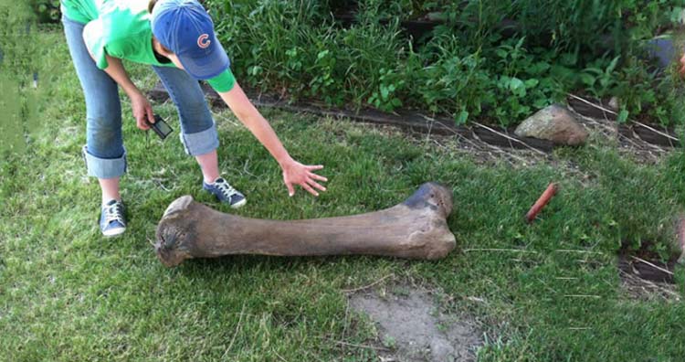 kość mamuta odnaleziona w ogrodzie