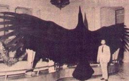 Argentavis magnificens - największy znany nauce ptak latający, jaki kiedykolwiek żył na Ziemi