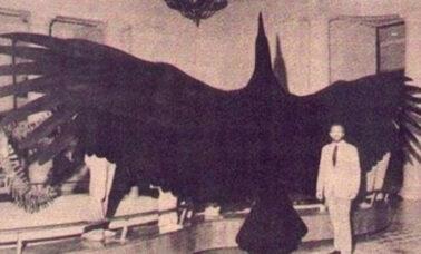 Argentavis magnificens - największy znany nauce ptak latający, jaki kiedykolwiek żył na Ziemi