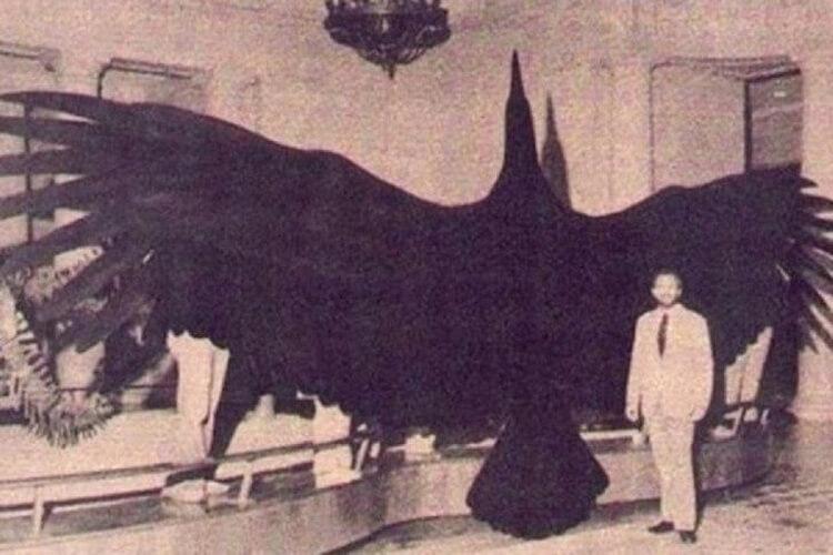 Argentawis magnificens - największy znany nauce ptak latający, jaki kiedykolwiek żył na Ziemi