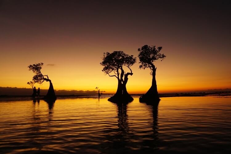 Wyspa Sumba - tańczące drzewa