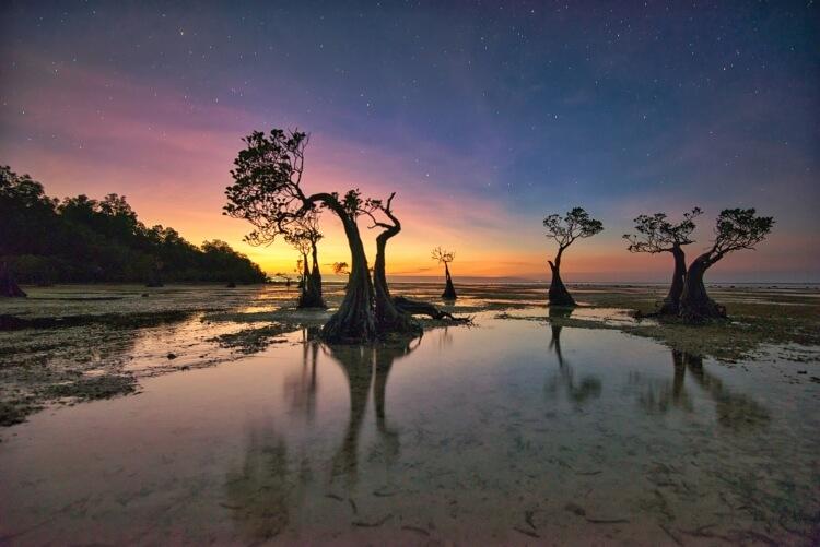 Indonezja - tańczące drzewa na wyspie Sumba