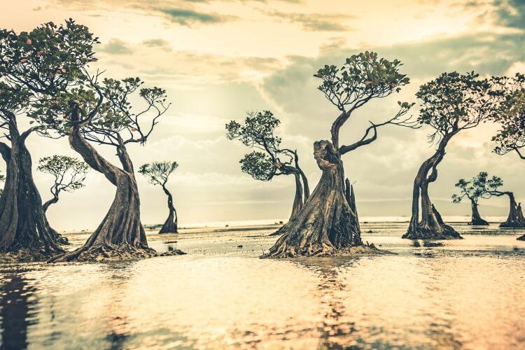 Tańczące drzewa na wyspie Sumba