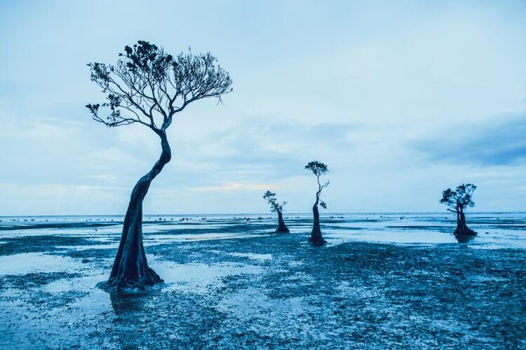 Tańczące drzewa - wyspa Sumba
