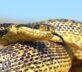 10 najpopularniejszych mitów na temat węży