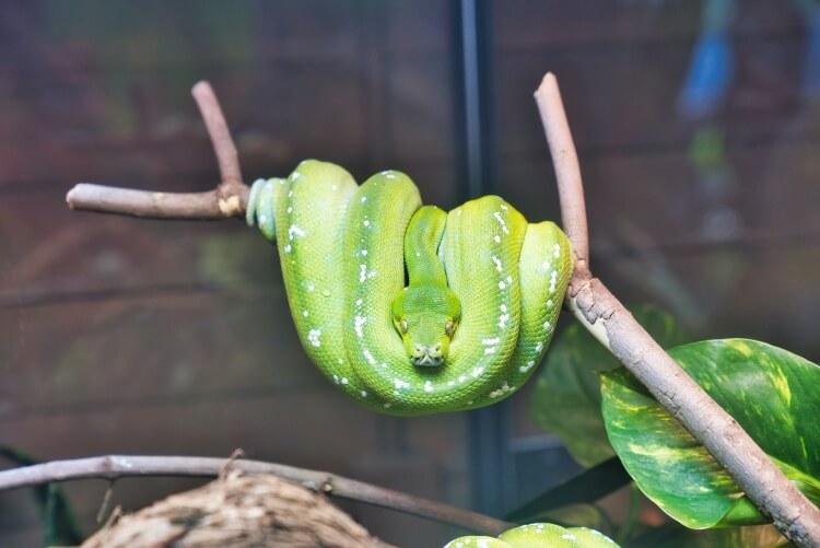 mity na temat węży
