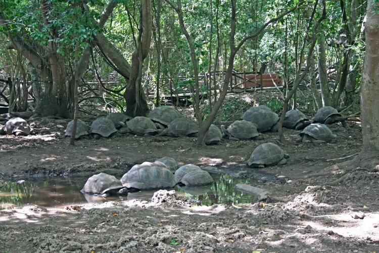 Zanzibar żółwie