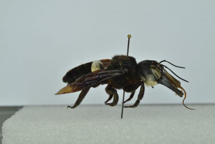 Ciekawostki o pszczołach  - Megahile pluto
