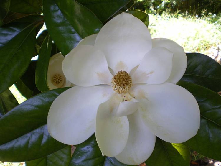 Południowa Magnolia ma jedne z największych kwiatów na świecie