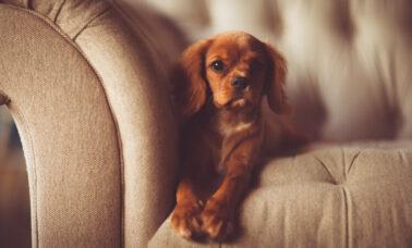 pies może zostawić sierść np. na kanapie