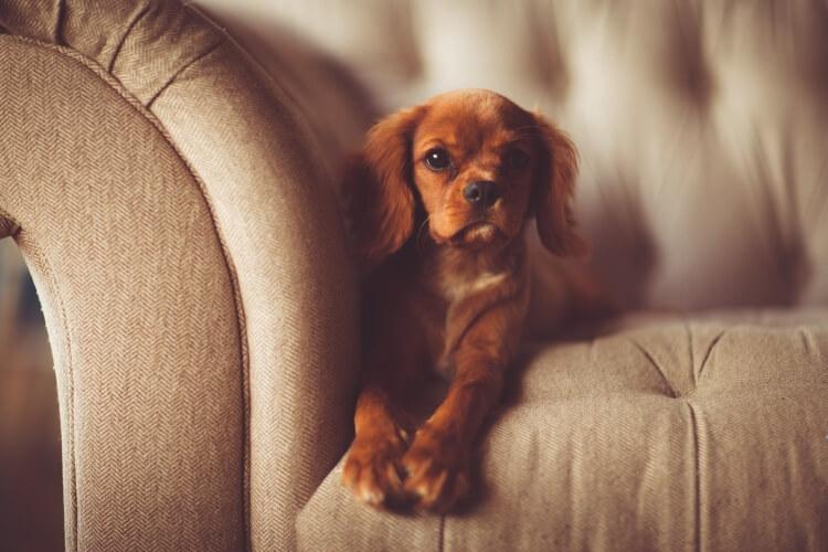 pies może zostawić sierść np. na kanapie