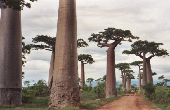 Aleja baobabów na Madagaskarze