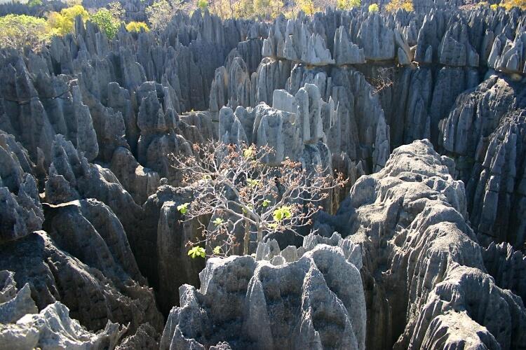 singy de Bemaraha (Kamienny Las), Madagaskar