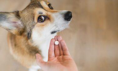 tabletka przeciw kleszczom dla psa