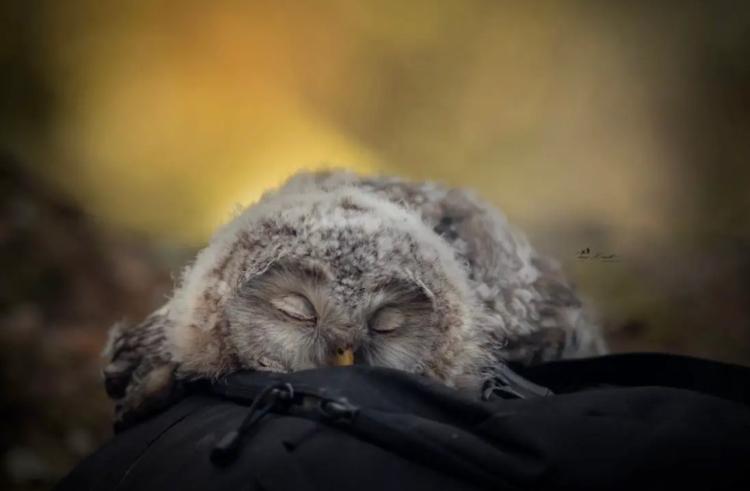 śpiąca mała sowa