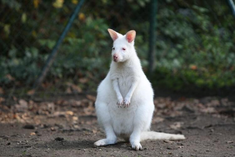 biały kangur
