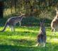 Ciekawostki o kangurach