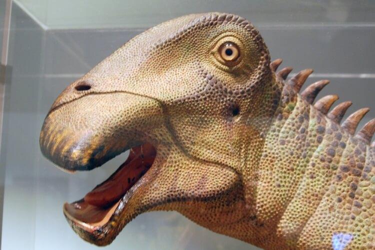 Model głowy Nigerzaura z Australian Museum w Sydney 