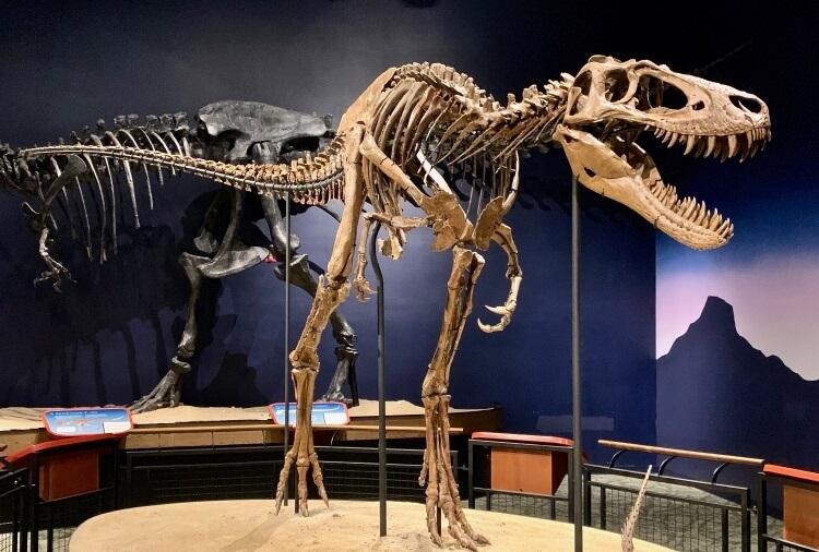 Szkielet tyranozaura znajdujący się w Burpee Museum of Natural History (USA) 