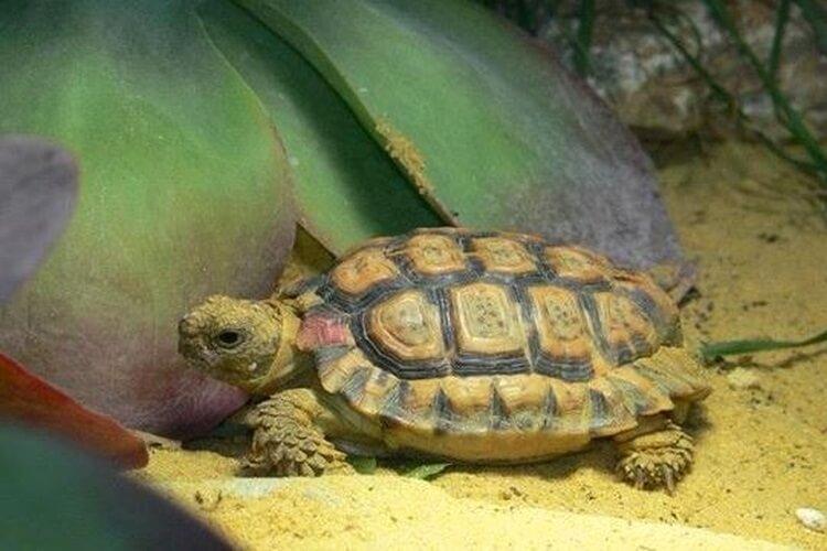żółw plamisty