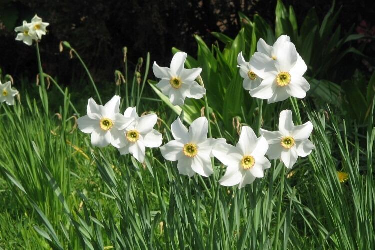 narcissus poeticus - kwiat symbol Andory