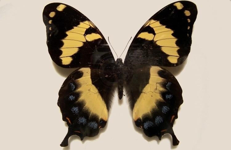 Papilio homerus